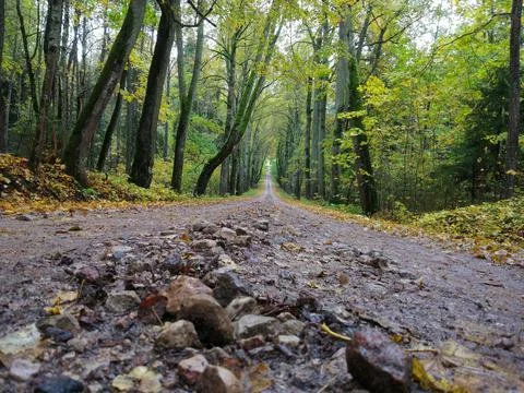 Road in the forest Stock Photos