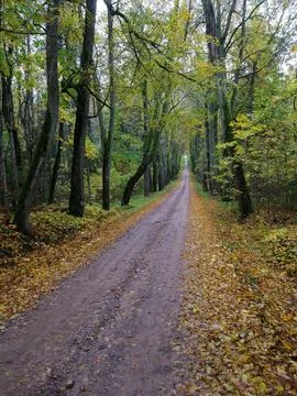 Road in the forest Stock Photos