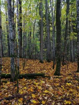 Road in the forest Stock Photos
