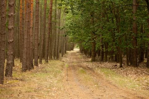 Road in a forest of pine trees Stock Photos