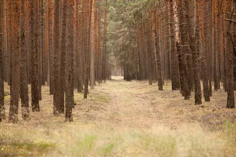 Road in a forest of pine trees Stock Photos