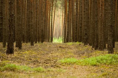 Road in a forest of pine trees Stock Photos