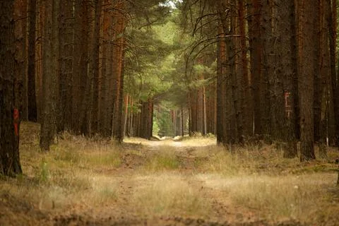 Road in a forest of pine trees Foto stock