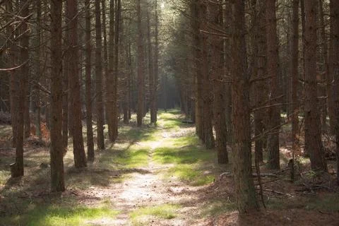 Road in a forest of pine trees Photos