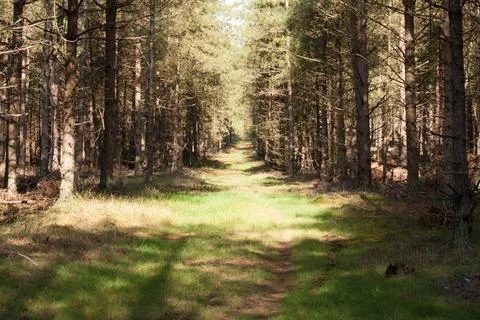 Road in a forest of pine trees Photos