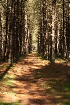 Road in a forest of pine trees Stock Photos