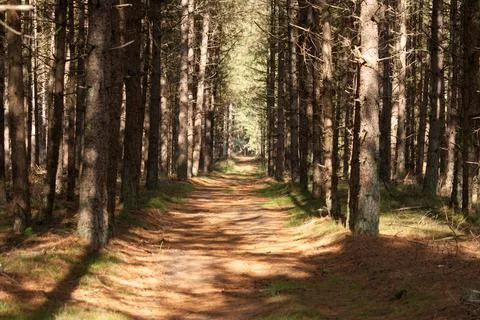 Road in a forest of pine trees Foto stock