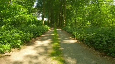 A road in the forest with plants on the side. Stock Footage 244585825