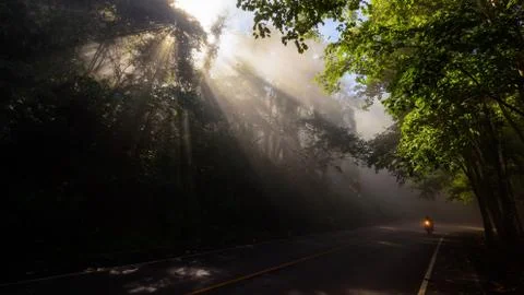 Road in forest with rays Stock Photos