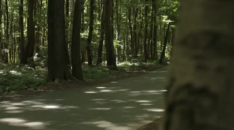 Road in Forest Slider Move Stock Footage 47825900