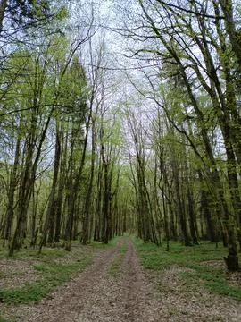 Road in the forest in spring and young foliage on the trees Stock Photos
