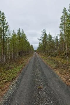 Road in forest in spring. Foto stock