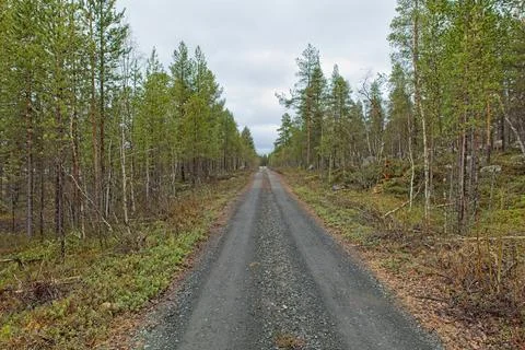 Road in forest in spring. Foto stock
