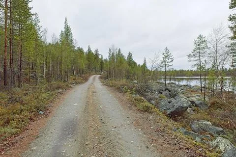 Road in forest in spring. Stock Photos