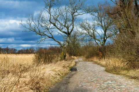Road, forest, spring, tree, trail, blue sky Foto stock