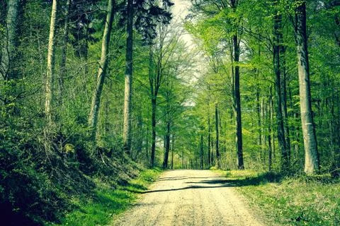 Road in the forest at springtime Stock Photos