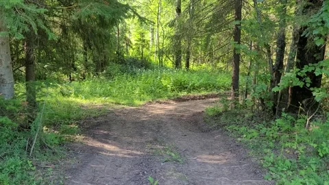Off-road in the forest in summer Video stock 279636233