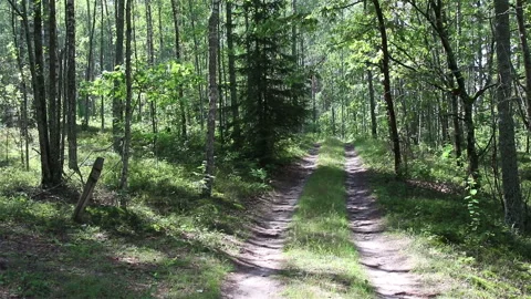 Road in the forest,  summer landscape. Stock Footage 204160691