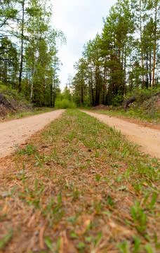 Road in the forest in summer Stock Photos
