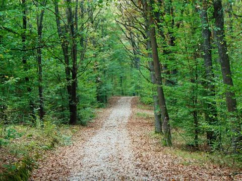 Road in the forest in summer 写真素材
