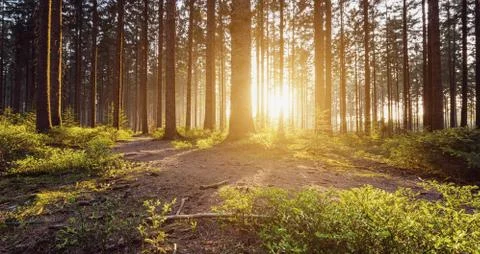 Road to the forest at sunset Stock Photos
