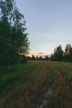 Road in the forest at sunset in the summer Stock Photos