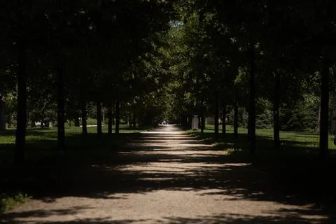 Road into the forest with sunshine Stock Photos