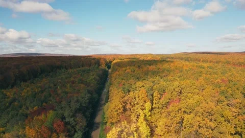 Road in the forest taken from a height Video stock 228769883