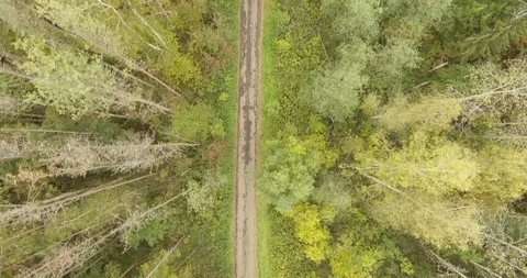 Road in the forest top view Stock Footage 89515004