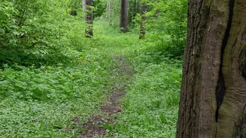 The road in the forest. The trail in the park. Trees. 4k Stock Footage 155014843