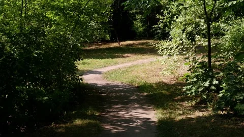 The road in the forest. The trail in the park. Trees. 4k Stock Footage 158390202