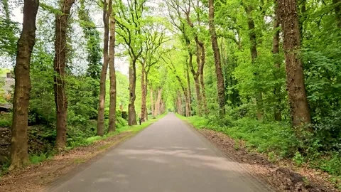 Road in forest with trees Stock Footage 314447432