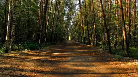 Road in the forest trees trees sunrise Stock Photos