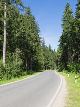 Road in the forest, vertical Stock Photos
