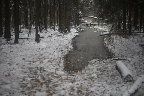 Road in the forest in winter. A large puddle on a forest road. First snow i.. Stock Photos