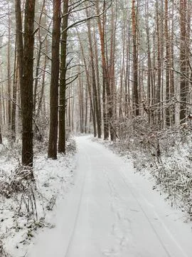 Road in the forest in winter Foto stock
