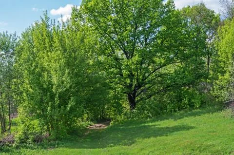 Road in forested Stock Photos