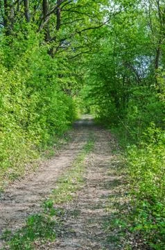 Road in forestry Stock Photos