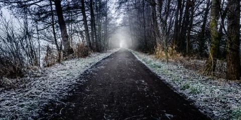 Road into the forrest during the winter Stock Photos