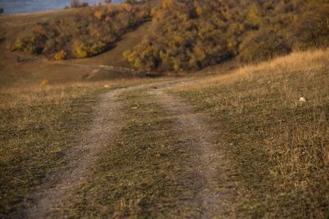 Road to the forrest Stock Photos