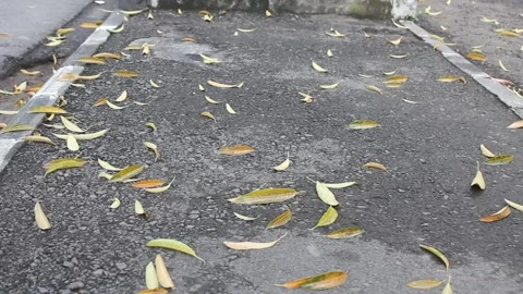 Road full of fallen leaves Stock Footage 310485901
