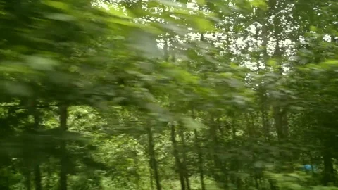 A road full of green trees in Rize. Stock Footage 148879411