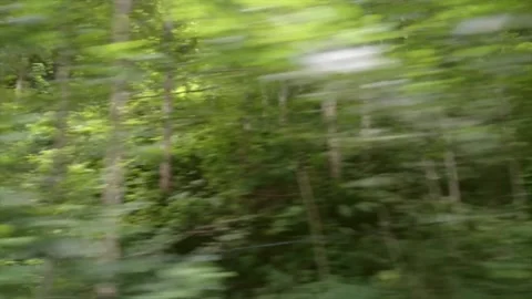 A road full of green trees in Rize. Stock Footage 148879775