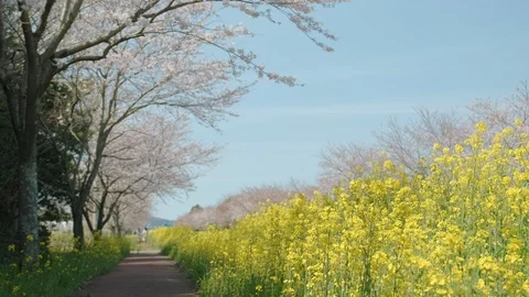 A road full of pink cherry blossoms and yellow rape flowers. Jeju scenery with b Stock Footage 127149184