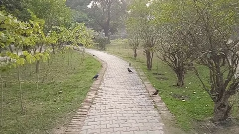 Road in garden Stock Footage 146283229