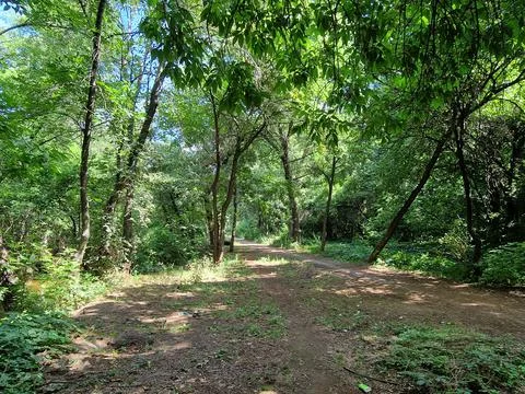 The road goes into the distance between the trees in a recreation park Stock Photos