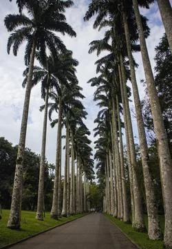 A road going down a line of palm trees Stock Photos