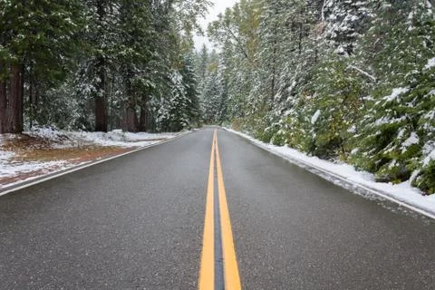 Road Going Into the Forest in the Winter Stock Photos