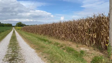 A road going through Farm land near Evansville, IL Vidéo 329428963