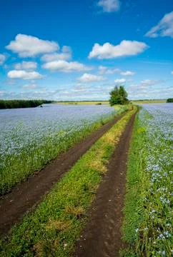The road going through the fields of flowering flax Foto stock